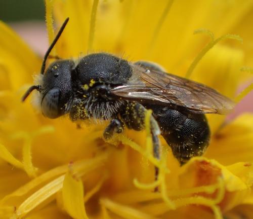 Réf. 171 542 : Osmia spinulosa