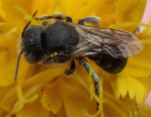 Réf. 171 558 : Osmia spinulosa
