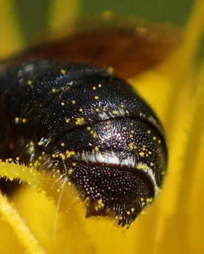 Osmia spinulosa
