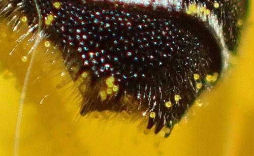 Osmia spinulosa