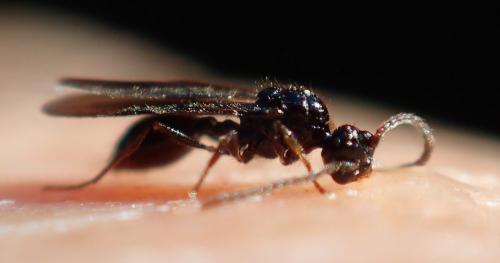 Myrmecina graminicola