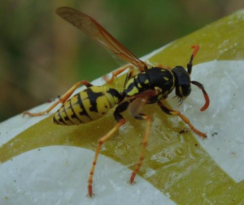 Polistes dominula