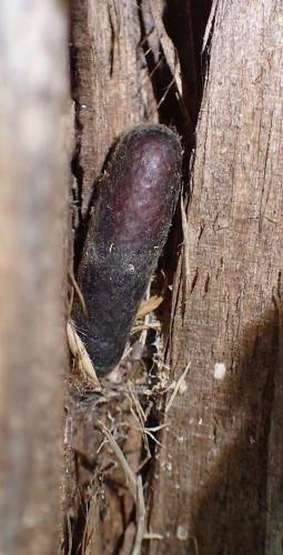 Isodontia mexicana