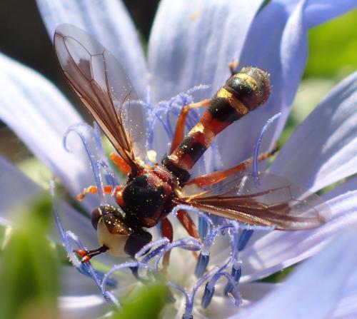 Réf. 171 273 : Physocephala vittata
