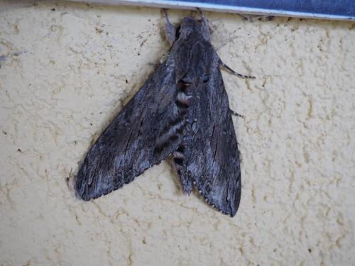 Agrius convolvuli