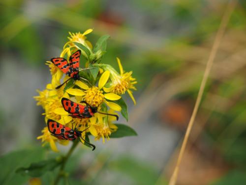 Zygaena fausta