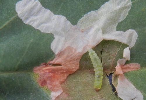 Réf. 171 106 : Parectopa robiniella