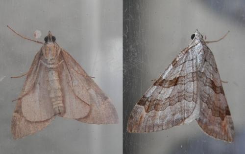 Réf. 171 121 : Aplocera efformata
