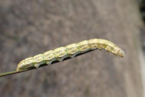 Réf. 171 269 : Heliothis viriplaca