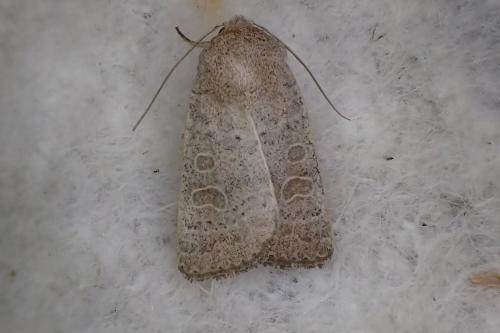 Réf. 171 149 : Hoplodrina sp.