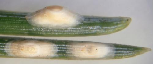 Réf. 171 831 : Dynaspidiotus regnieri