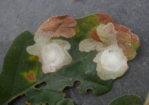 Tischeria ekebladella