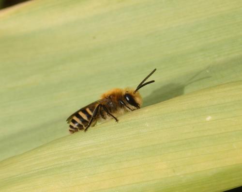 Colletes sp.