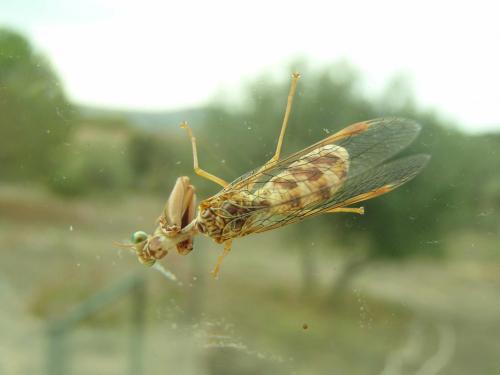 Mantispa styriaca