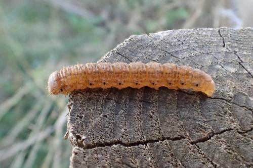 Réf. 171 728 : Agrotis cinerea