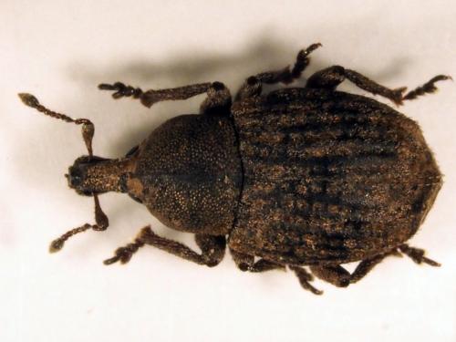 Tropiphorus elevatus