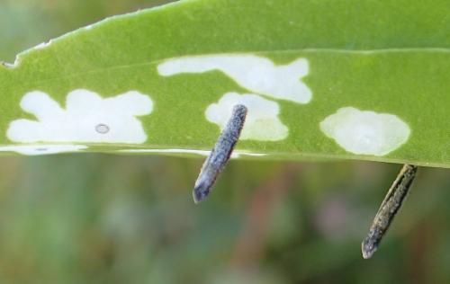 Coleophora saponariella