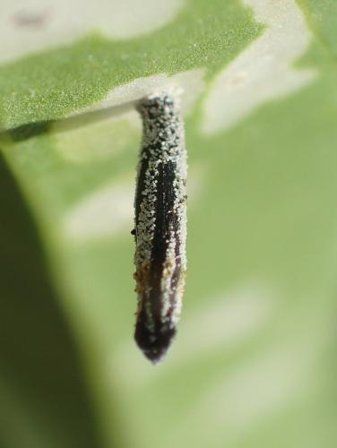 Coleophora saponariella
