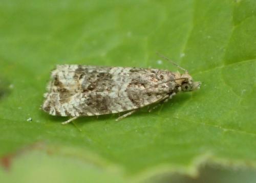 Orthotaenia undulana