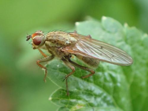Scathophaga stercoraria