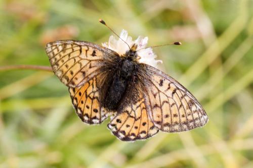 Boloria sp.