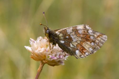 Boloria sp.