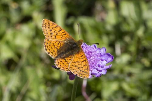 Boloria sp.
