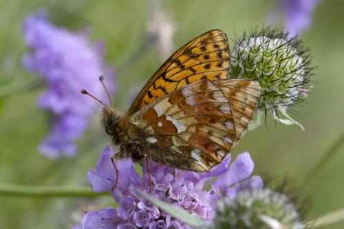 Réf. 171 452 : Boloria pales