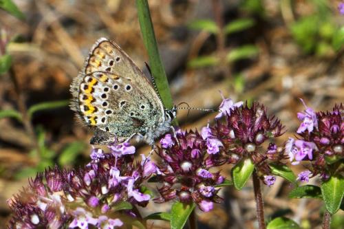 Réf. 171 039 : Plebejus idas