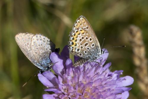 Réf. 171 122 : Plebejus argus