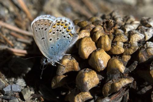 Réf. 171 108 : Plebejus idas