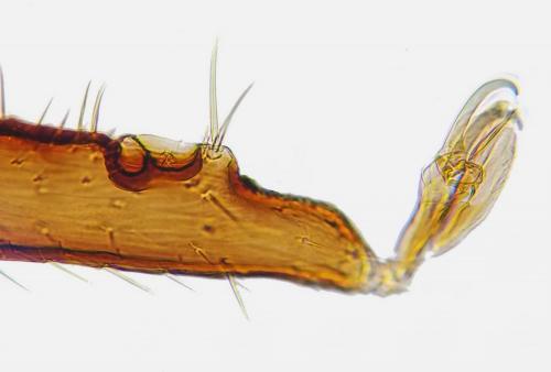 Réf. 171 348 : Ixodes ricinus