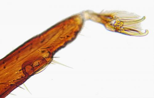 Réf. 171 354 : Ixodes ricinus
