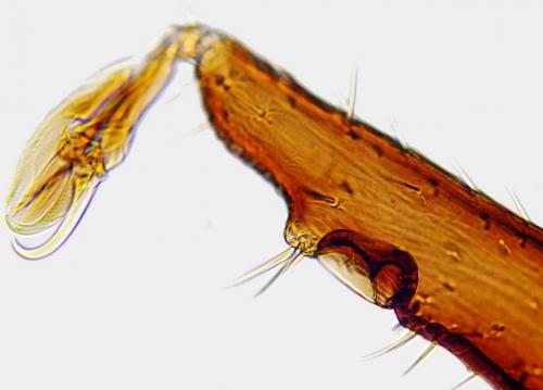 Réf. 171 349 : Ixodes ricinus