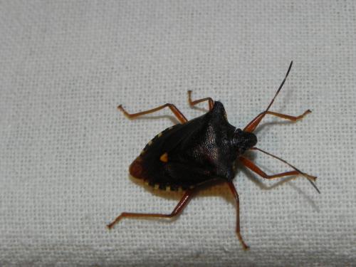 Pentatoma rufipes