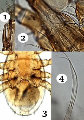 Réf. 171 095 : Cyrthydrolaelaps hirtus