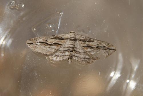Ecleora solieraria
