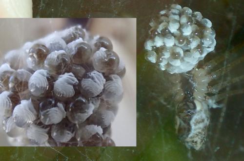 Crossopriza lyoni