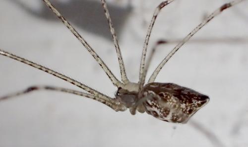 Crossopriza lyoni