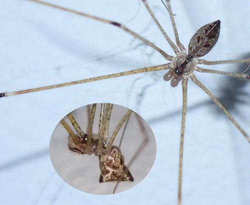 Crossopriza lyoni