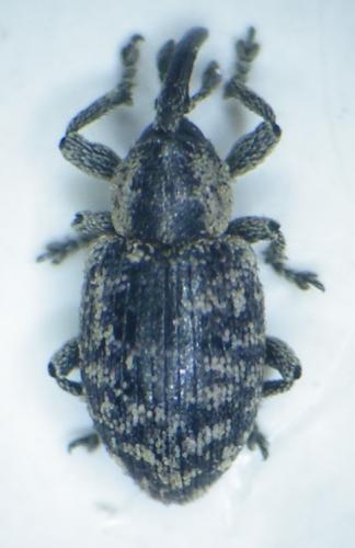 Smicronyx smreczynskii