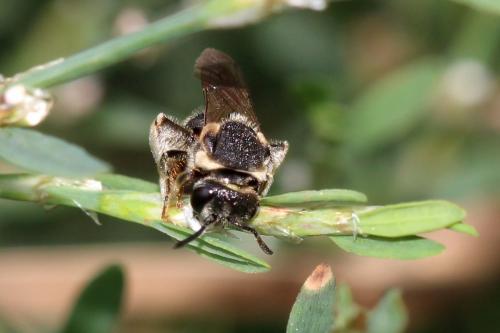 Réf. 171 680 : Nomiapis sp.