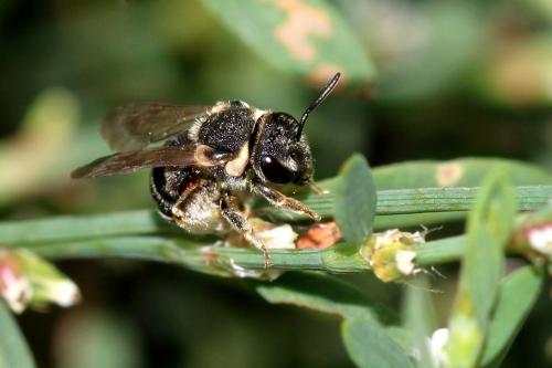 Réf. 171 681 : Nomiapis sp.