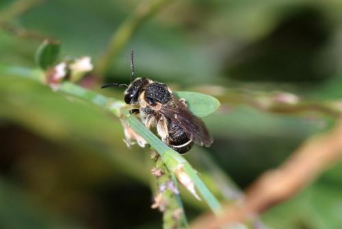 Réf. 171 682 : Nomiapis sp.