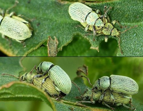 Réf. 171 783 : Phyllobius sp.
