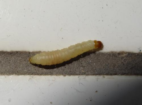 Réf. 171 822 : Plodia interpunctella