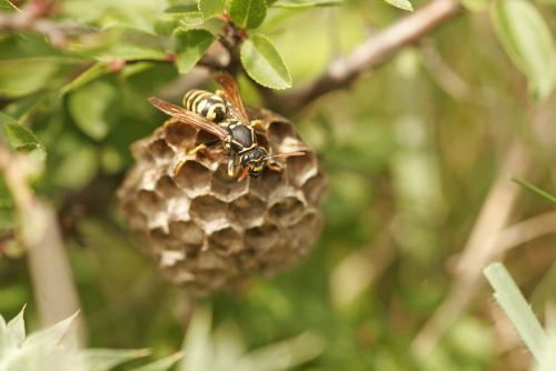 Polistes sp.