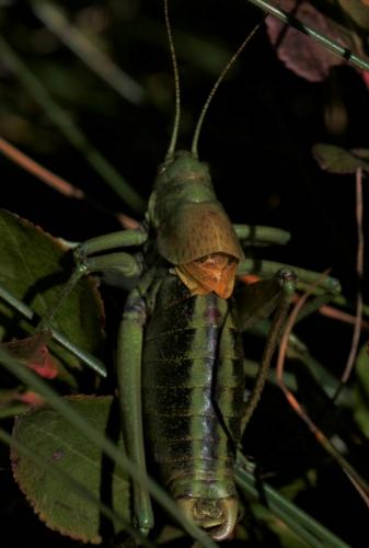 Réf. 171 290 : Polysarcus scutatus