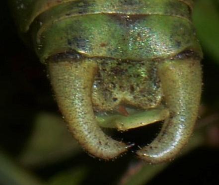 Polysarcus scutatus