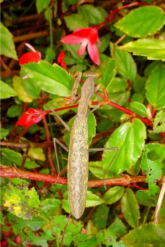 Polyspilota aeruginosa